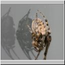 Zygiella x-notata - Sektorspinne w01.jpg